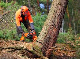 Leaf Removal in Victoria, VA